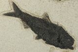 Multiple Fossil Fish (Knightia) Plate - Wyoming #203219-4